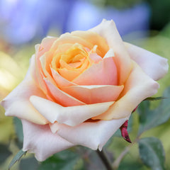 Rosa 'Anastasia' - Edelrose 'Anastasia'