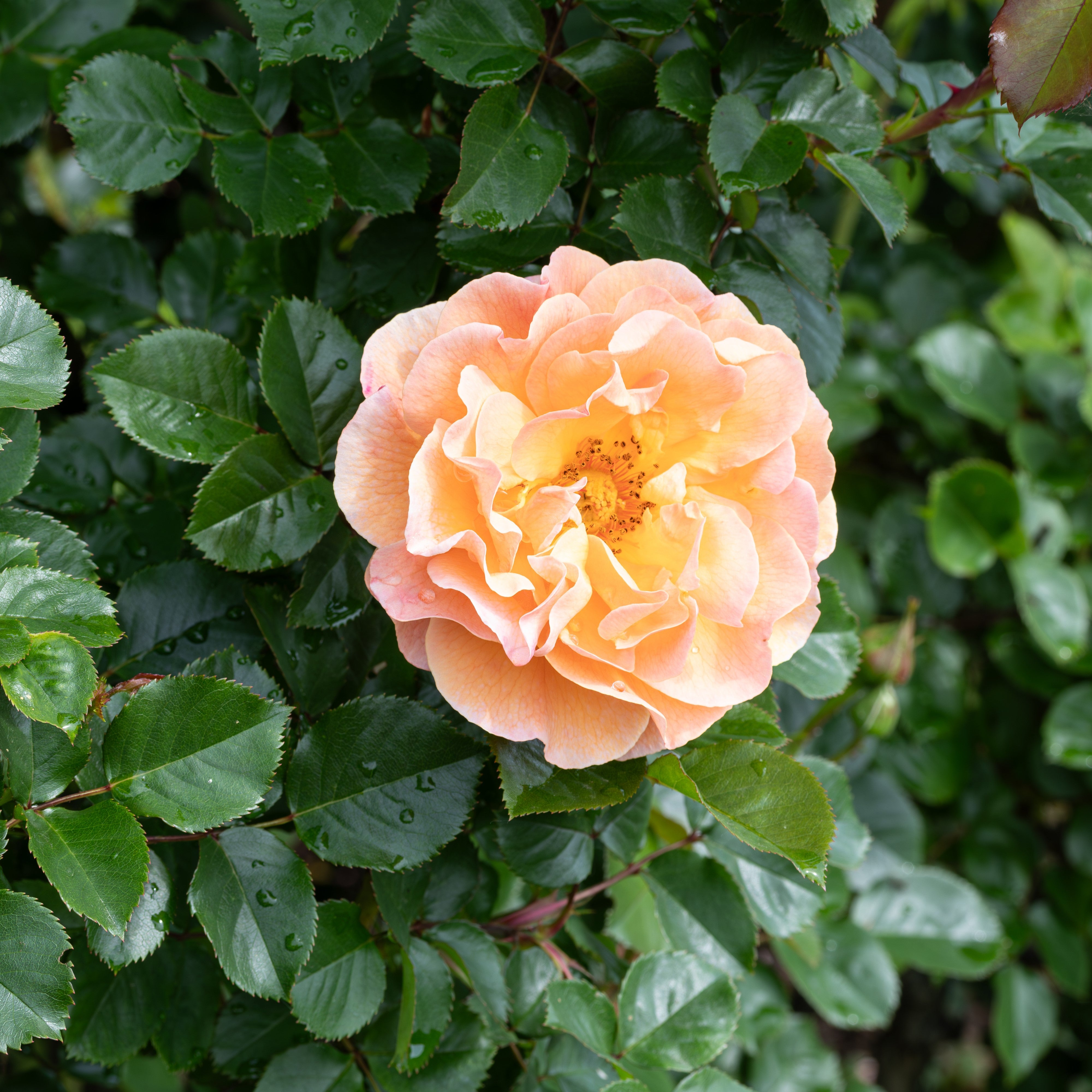 Rosa 'Arabia' - Strauchrose 'Arabia' – Gartenwelt Donautal