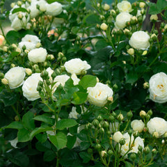 Rosa 'Artemis ' - Strauchrosen 'Artemis'