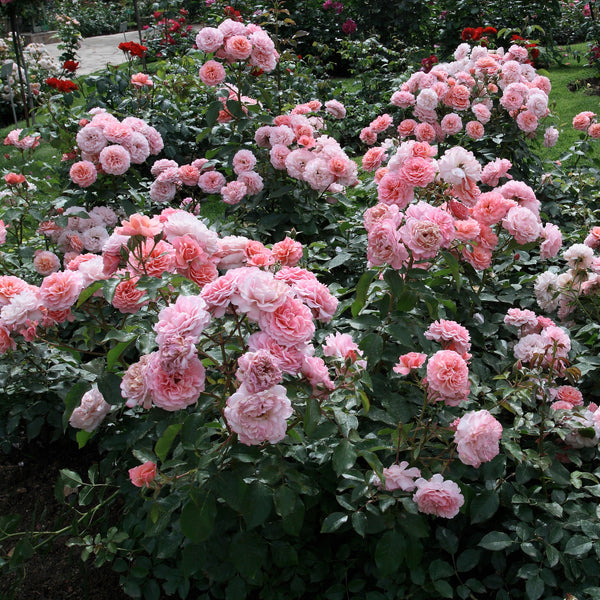 Rosa 'Botticelli' - Beetrose 'Botticelli'