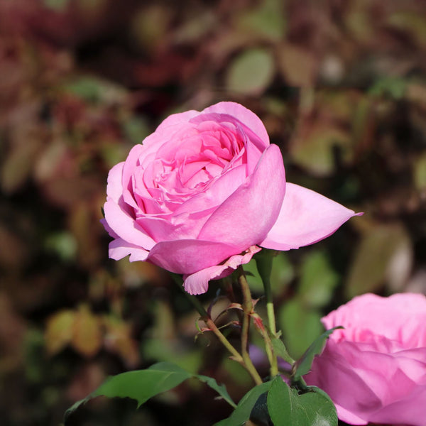 Rosa 'Desirée' - Edelrose 'Desirée'