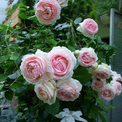 Rosa 'Eden Rose' - Strauchrosen 'Eden Rose'