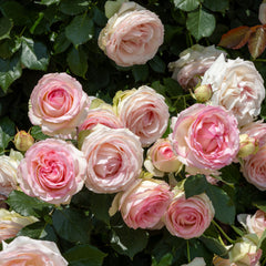 Rosa 'Eden Rose' - Strauchrosen 'Eden Rose'