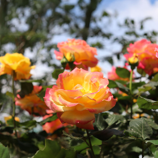 Rosa 'Flaming Star' - Edelrosen 'Flaming Star'