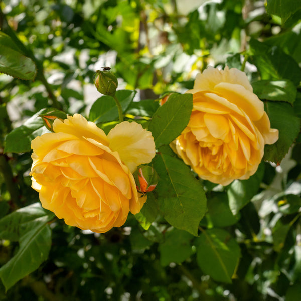 Rosa 'Golden Celebration' - Englische Rosen 'Golden Celebration'