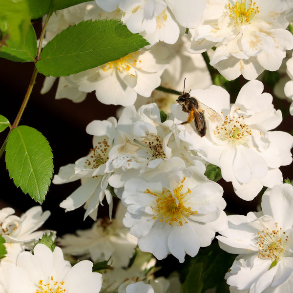 Rosa 'Guirlande d' Amour' - Moschatarose 'Guirlande d' Amour'