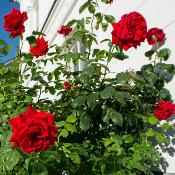 Rosa 'Ingrid Bergman' - Edelrosen 'Ingrid Bergman'