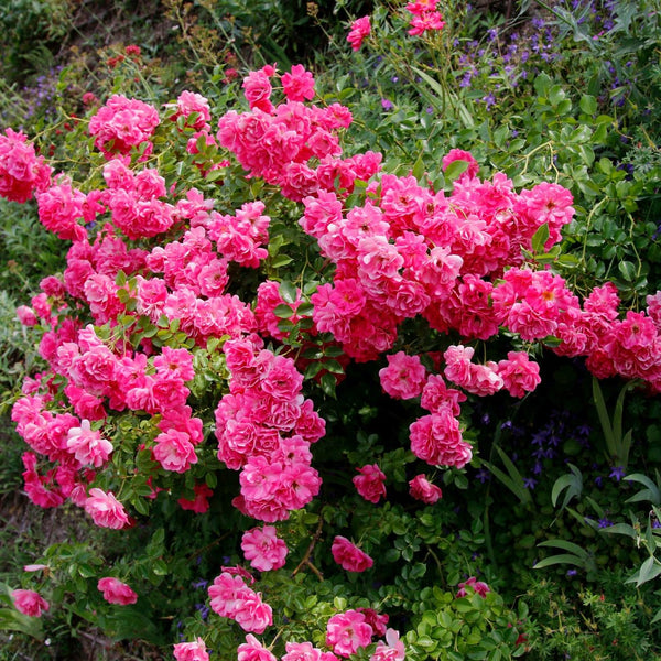 Rosa 'Knirps' - Bodendecker-Rose 'Knirps'