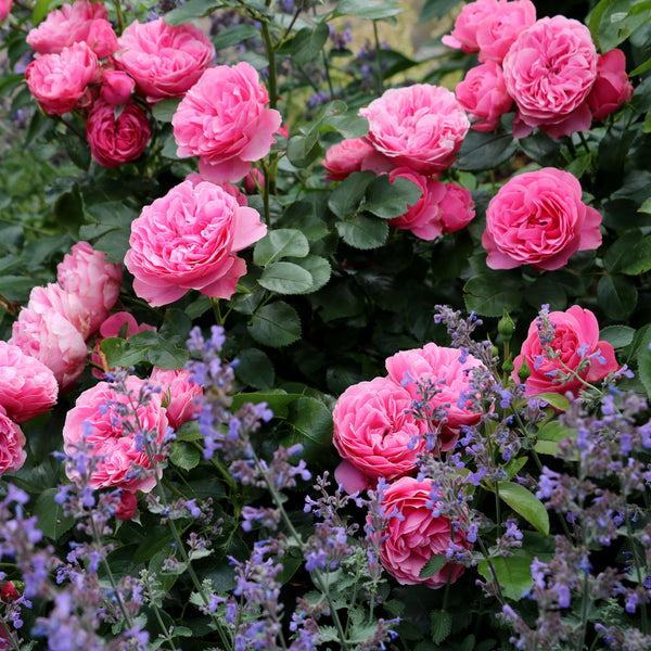 Rosa 'Leonardo da Vinci' - Beetrose 'Leonardo da Vinci'