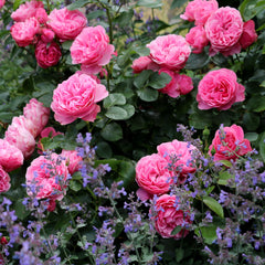 Rosa 'Leonardo da Vinci' - Beetrose 'Leonardo da Vinci'