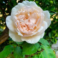 Rosa 'Lion´s Rose' - Beetrose 'Lions Rose'