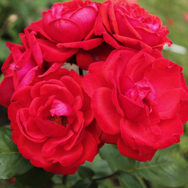 Rosa 'Milano' - Bodendecker-Rose 'Milano'