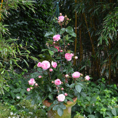 Rosa 'Mini Eden Rose ' - Kletterrosen 'Mini Eden Rose '