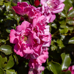 Rosa 'Mirato' - Bodendecker-Rose 'Mirato'