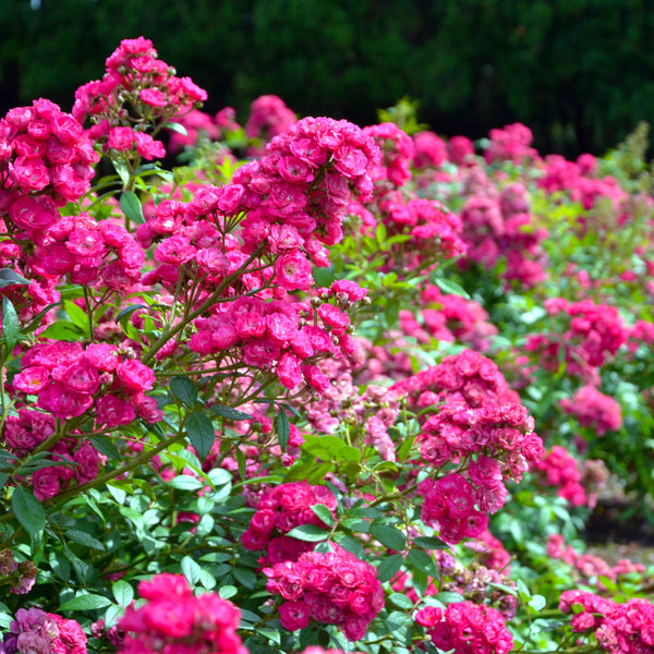 Rosa 'Dinky' - Moschatarose 'Dinky'