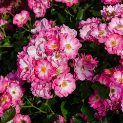 Rosa 'Mozart ' - Moschatarose 'Mozart'