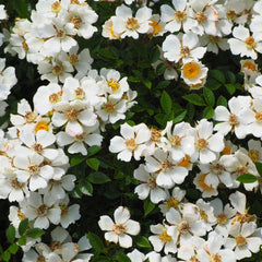 Rosa 'Musquée sans Soucis' - Moschatarose 'Musquée sans Soucis'