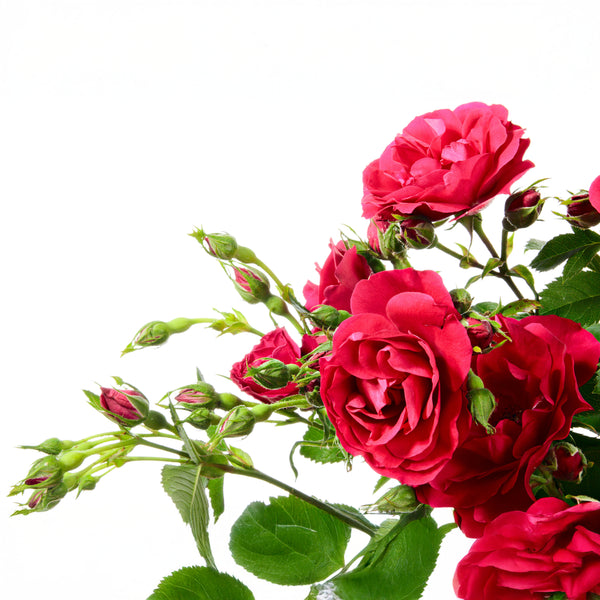 Rosa 'Naheglut' - Kletterrosen 'Naheglut'