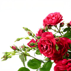 Rosa 'Naheglut' - Kletterrosen 'Naheglut'