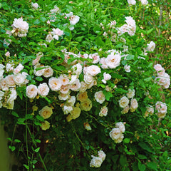 Rosa 'New Dawn' - Kletterrosen 'New Dawn'