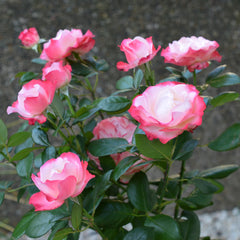 Rosa 'Nostalgie' - Edelrosen 'Nostalgie'