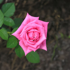 Rosa 'Parfum Royal Climbing' - Kletterrose 'Parfum Royal Climbing'