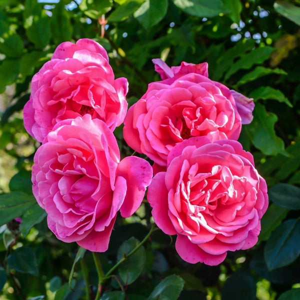 Rosa 'Rody' - Bodendecker-Rose