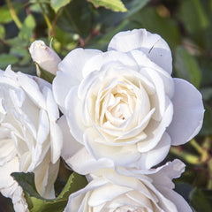 Rosa 'Sea Foam' - Bodendecker-Rose 'Sea Foam'