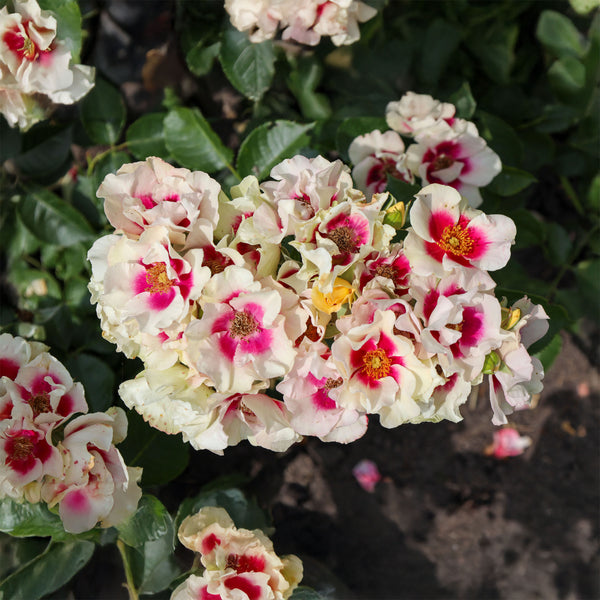 Rosa 'See You in purple' - Persicarose 'See you in purple'