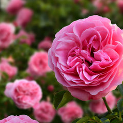 Rosa 'The Fairy' -Bodendecker-Rose 'The Fairy'
