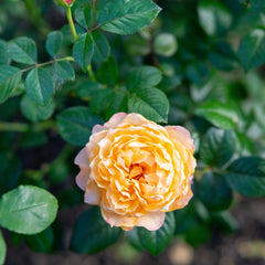 Rosa 'The Lady Gardener' - Englische Rosen 'The Lady Gardener'