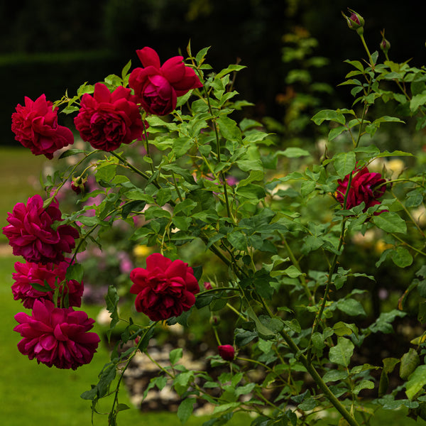 Rosa 'Thomas A. Becket' - Englische Rosen 'Thomas A. Becket'