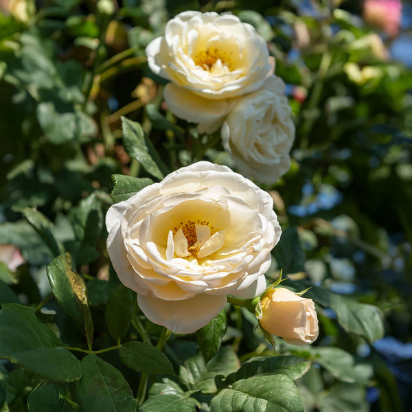 Rosa 'Uetersener Klosterrose ' - Kletterrosen 'Uetersener Klosterrose '