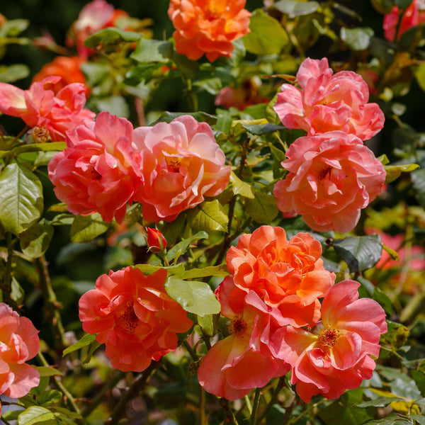 Rosa 'Westerland' - Strauchrosen 'Westerland'