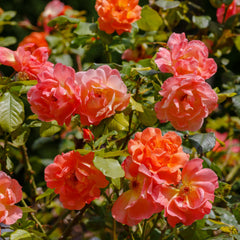 Rosa 'Westerland' - Strauchrosen 'Westerland'