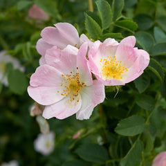 Rosa canina - Hundsrose
