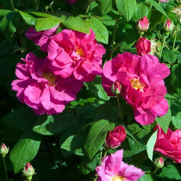 Rosa gallica officinalis - Apotheker-Rose/Ölrose