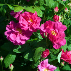 Rosa gallica officinalis - Apotheker-Rose/Ölrose