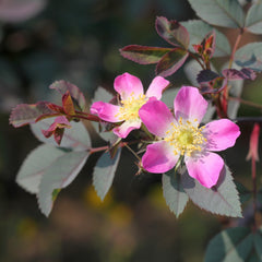 Rosa glauca - Hechtrose