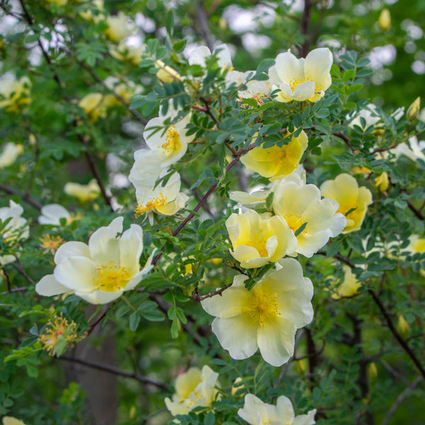 Rosa hugonis - Chinesische Goldrose