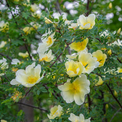 Rosa hugonis - Chinesische Goldrose