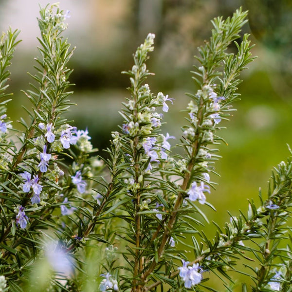 Rosmarinus officinalis 'Arp' - Rosmarin