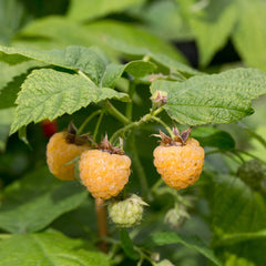 Rubus idaeus 'Twotimer Gelbe Sugana' - Gelbe Himbeere 'Twotimer Gelbe Sugana'