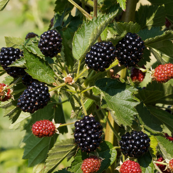 Rubus fruticosus 'Navaho' - Brommbeere 'Navaho'