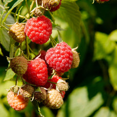 Rubus idaeus 'Autumn Bliss' / 'Blissy' - Herbsthimbeere 'Autumn Bliss' / 'Blissy'