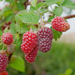 Rubus idaeus 'Tulameen' - Himbeere 'Tulameen'