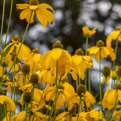 Rudbeckia nitida 'Herbstsonne' - Sonnenhut