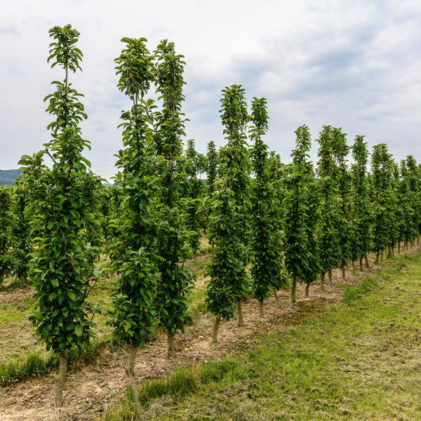 Säulenobst - Obstgehölze in Sorten