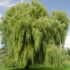 Salix alba 'Tristis' - Trauer-Weide