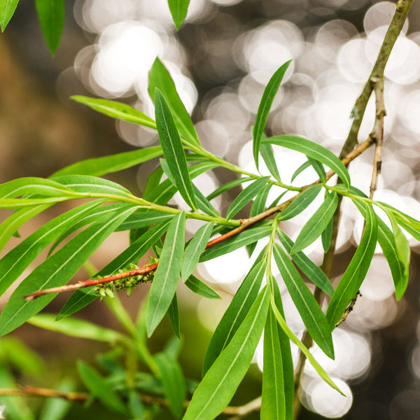 Salix alba 'Tristis' - Trauer-Weide
